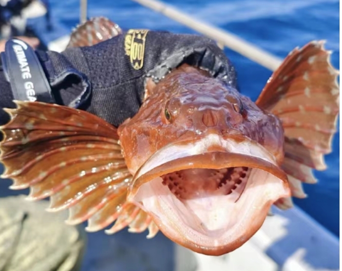 2-6人海钓埃尔法海参崴四日游|珲春或延吉均可|司机兼向导|海参崴旅游攻略|纯玩汽车四日|半自由行|海参崴报价